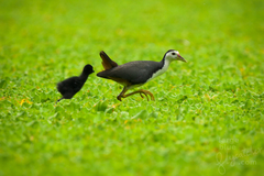 Amaurornis phoenicurus phoenicurus