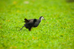 Amaurornis phoenicurus phoenicurus