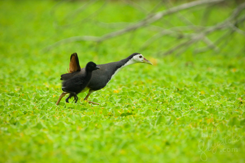 White-breasted Waterhen, photo 5 of 8