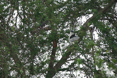 Nycticorax nycticorax