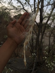 Wrightia tinctoria