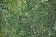 Nycticorax nycticorax