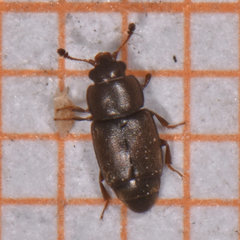 Carpophilus brachypterus