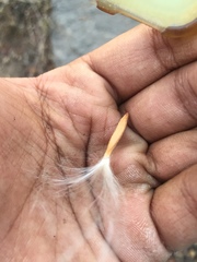 Wrightia tinctoria
