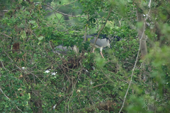 Nycticorax nycticorax