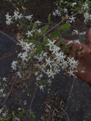 Wrightia tinctoria