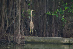 Ardea purpurea