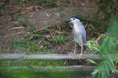 Nycticorax nycticorax