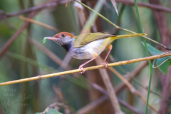 Dark-Necked Tailorbird photo 2