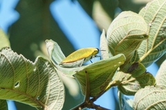 Steraspis