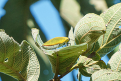 Steraspis