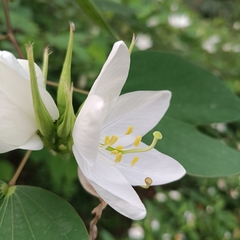 Bauhinia acuminata