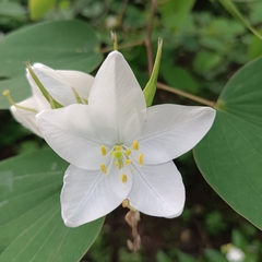 Bauhinia acuminata