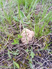 Morchella steppicola