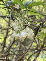Styrax americanus