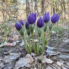 Pulsatilla patens