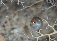 Cyclichthys spilostylus