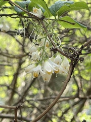 Styrax americanus