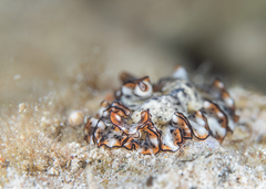 Pseudobiceros damawan