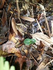 Limnonectes plicatellus