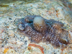Pericelis