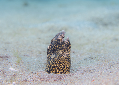 Callechelys marmorata