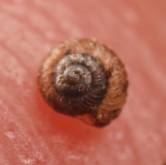 Paralaoma hobarti
