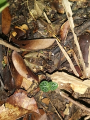 Limnonectes plicatellus