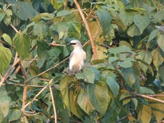Coracina papuensis hypoleuca