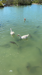 Anser anser domesticus