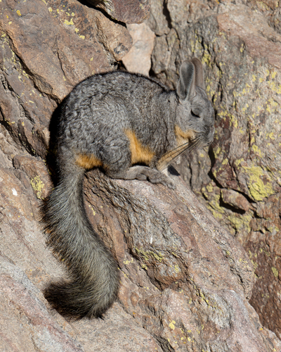 Mountain Viscacha, photo 7 of 9