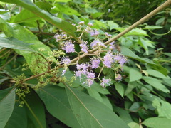Callicarpa longifolia