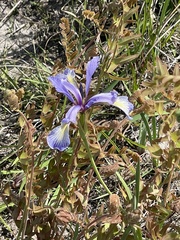 Iris prismatica