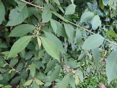 Callicarpa longifolia