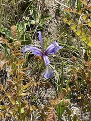 Iris prismatica