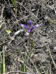 Iris prismatica