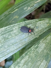 Pyrocoelia formosana