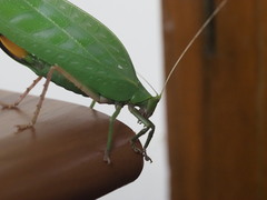 Onomarchus uninotatus