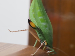 Onomarchus uninotatus