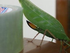 Onomarchus uninotatus