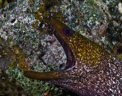 Gymnothorax undulatus