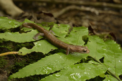 Nymph Salamander photo 1