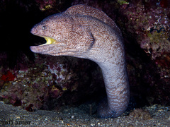 Gymnothorax nudivomer