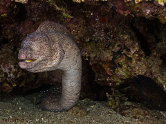 Gymnothorax nudivomer