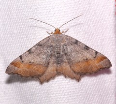 Macaria adonis