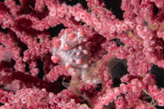 Hippocampus bargibanti