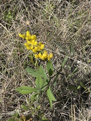 Baptisia cinerea