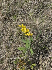Baptisia cinerea