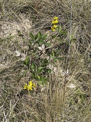 Baptisia cinerea