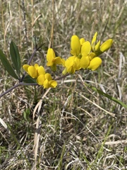 Baptisia cinerea